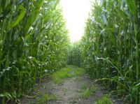 Weg im Maislabyrinth Venne