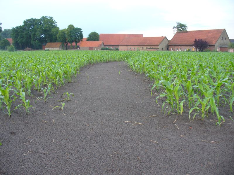 Maislabyrinth Venne 2014 - Fotogalerie - 24 von 100
