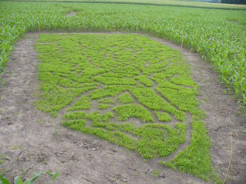 Maislabyrinth Venne 2014 - Fotogalerie - 32 von 100