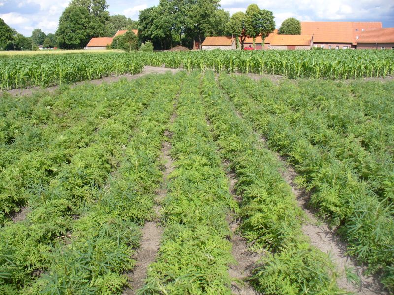 Maislabyrinth Venne 2014 - Fotogalerie - 39 von 100