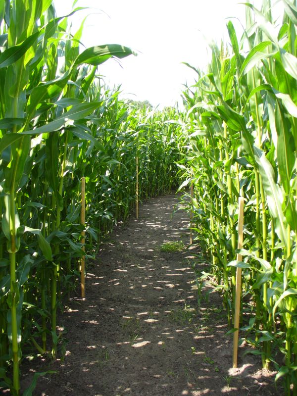 Maislabyrinth Venne 2014 - Fotogalerie - 74 von 100