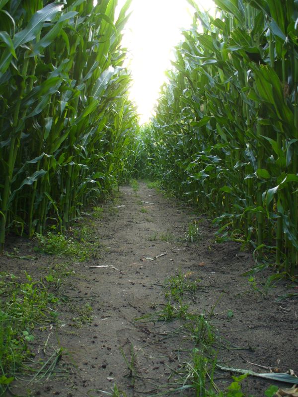 Maislabyrinth Venne 2014 - Fotogalerie - 77 von 100