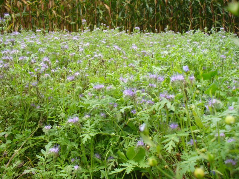 Maislabyrinth Venne 2014 - Fotogalerie - 98 von 100