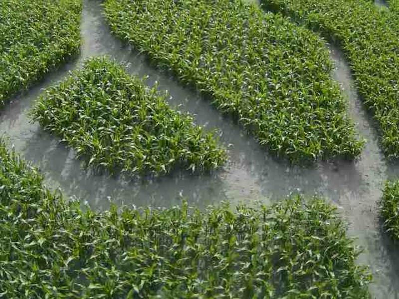 Maislabyrinth Venne 2014 - Fotogalerie - 61 von 100