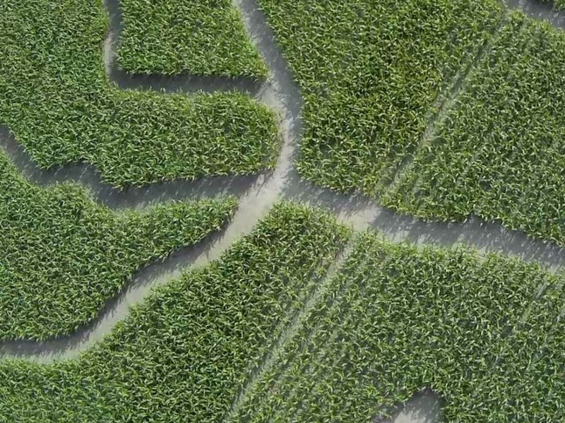 Maislabyrinth Venne 2014 - Fotogalerie - 45 von 100