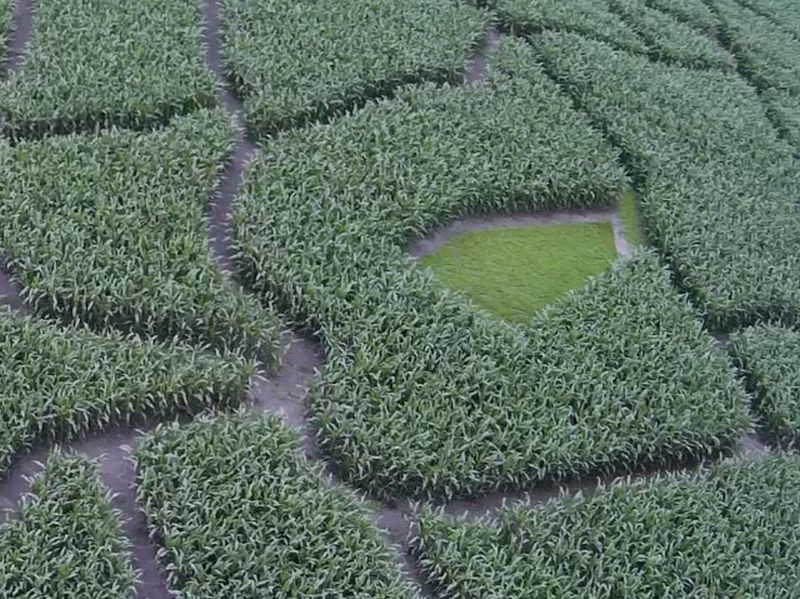 Maislabyrinth Venne 2014 - Fotogalerie - 54 von 100