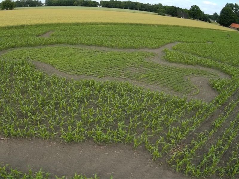Maislabyrinth Venne 2014 - Fotogalerie - 30 von 100